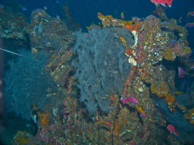 Wreck, Sophie Rickmers